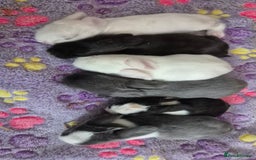 Mini Lop rabbits for sale: 💙 Baby Minilops Ready 25th💙  - Image 13