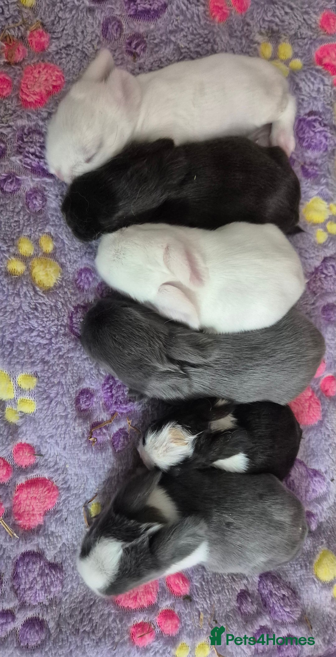 Mini Lop rabbits for sale: 💙 Baby Minilops Ready 25th💙  - Image 13