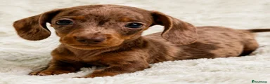 Miniature Dachshund 2