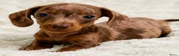 Miniature Dachshund dogs for sale: Miniature Dachshund Pups LICENSED BREEDER - Advert 4