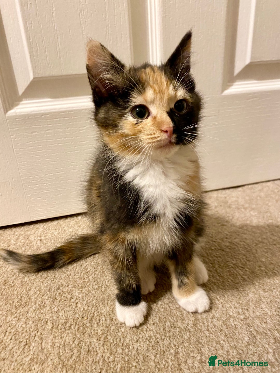 Domestic Shorthair cats for sale: Domestic Shorthair X Ragdoll Cross - Advert 8