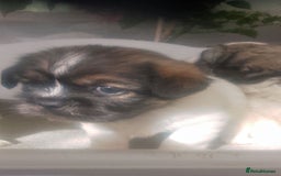 Mixed Breed dogs for sale: Lovely little shitzu cross puppies  - Image 6