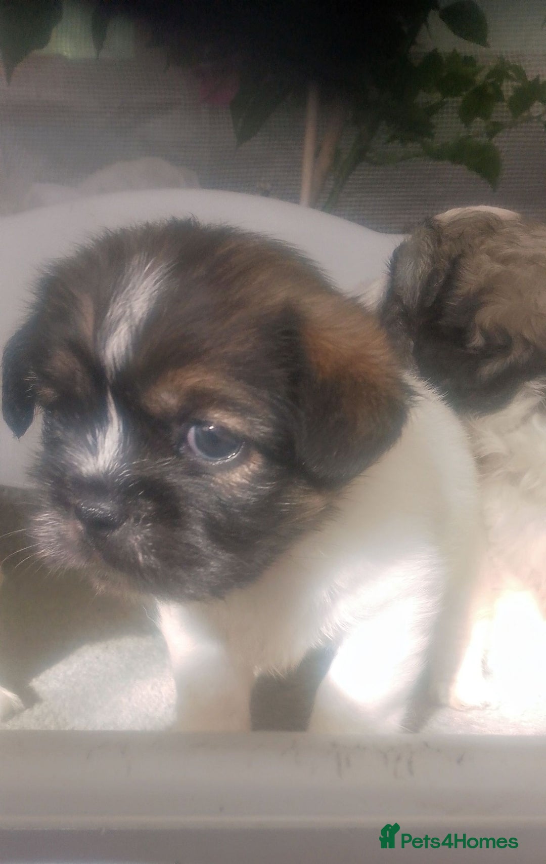 Mixed Breed dogs for sale: Lovely little shitzu cross puppies  - Image 6