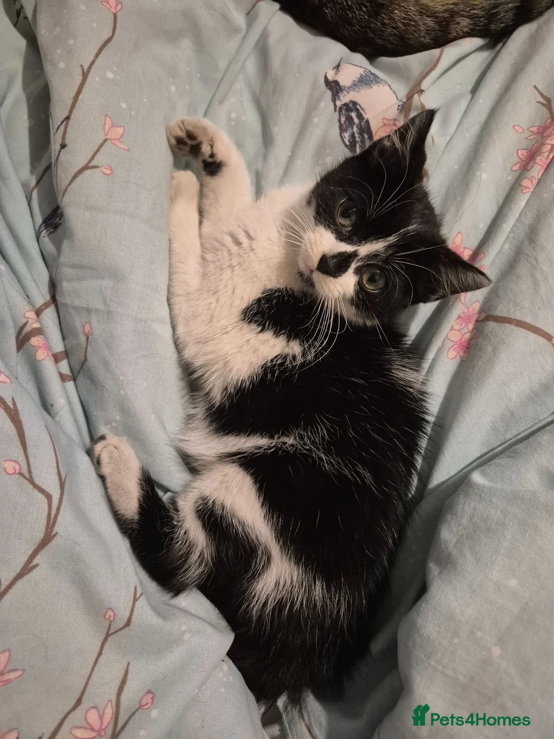 Mixed Breed cats for sale: 9 week old female kitten - Advert 2