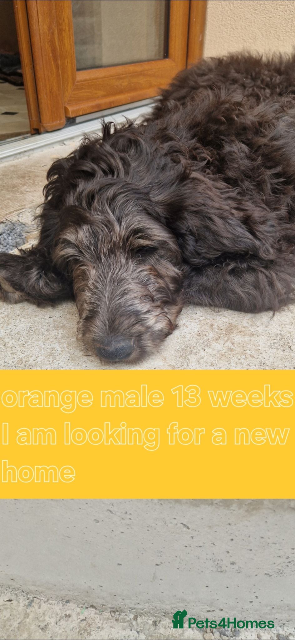 Goldendoodle dogs F1B Rare black standard Goldendoodle North Wales  - Advert 1