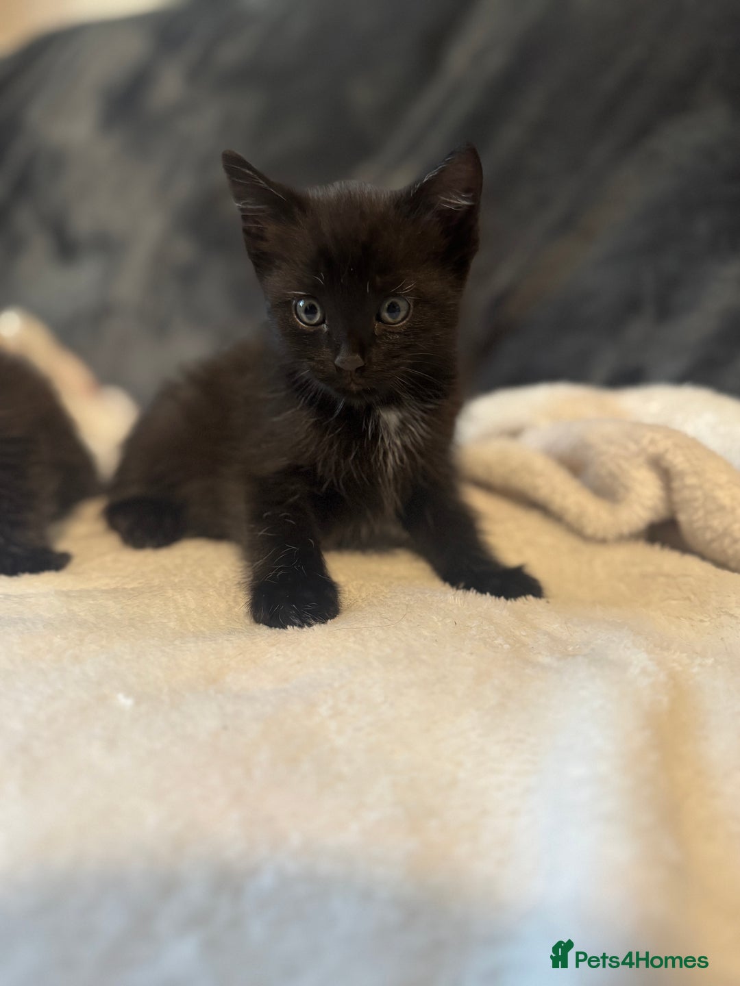 Ragdoll cats for sale: Ragdoll cross domestic shorthaired kittens  - Image 12