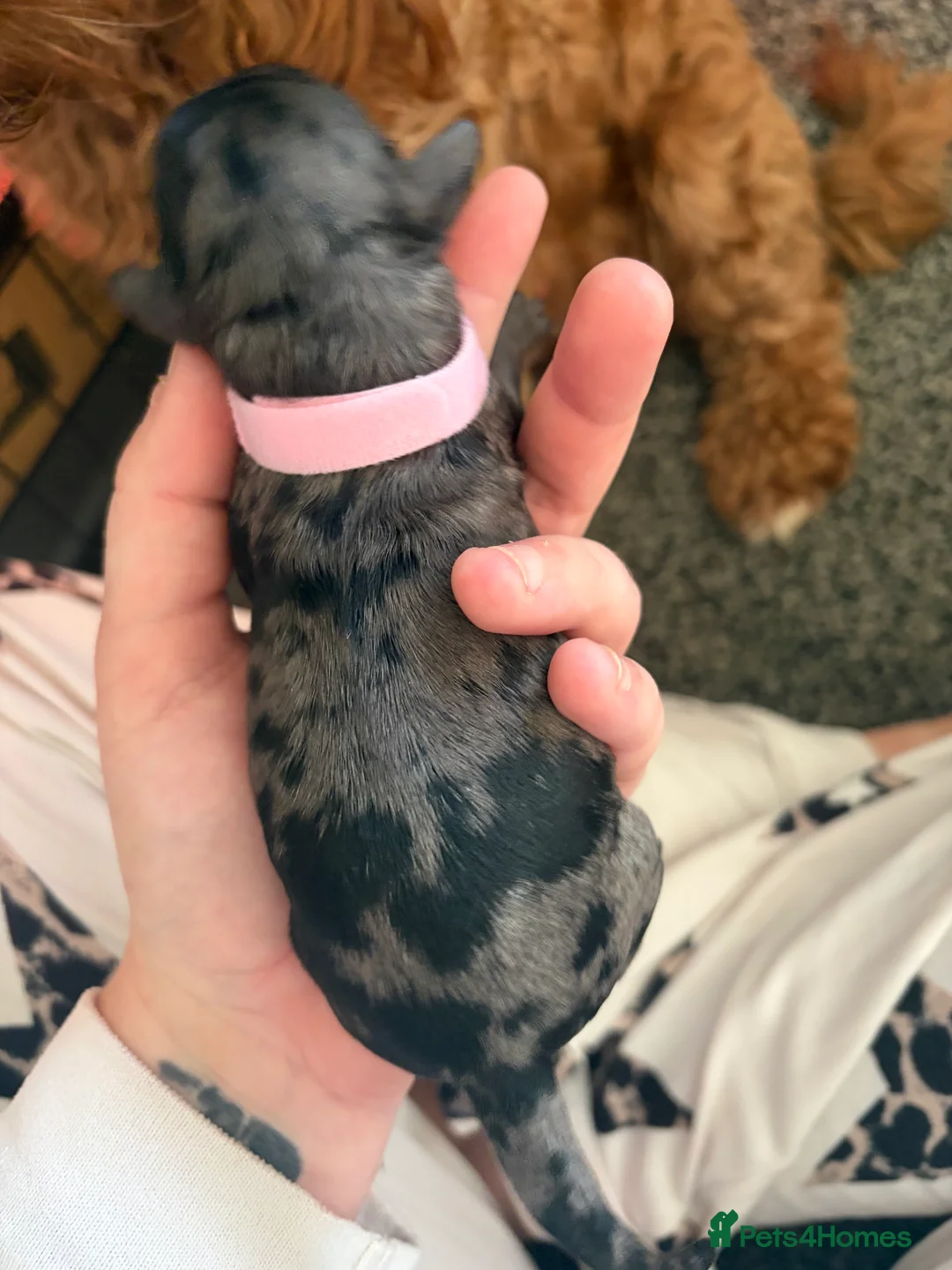 Cockapoo dogs for sale: F1b cockapoo  in Leeds - Advert 2