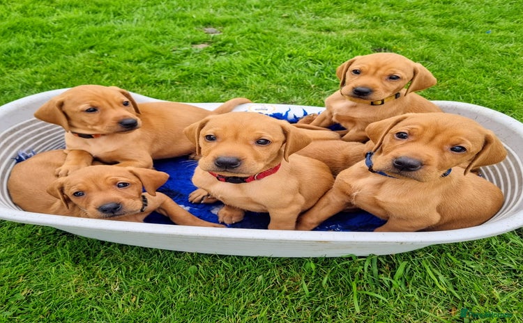 Hungarian Vizsla dogs - Advert 3