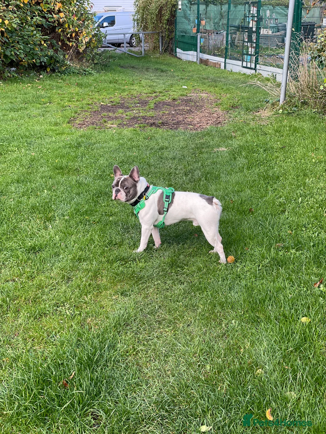 French Bulldog dogs for stud: Chunk Bright & Bubbly! in Leeds - Advert 12