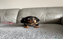 Dachshund dogs for sale: LONGHAIRED MINIATURE DACHSHUND READY NOW - Image 18