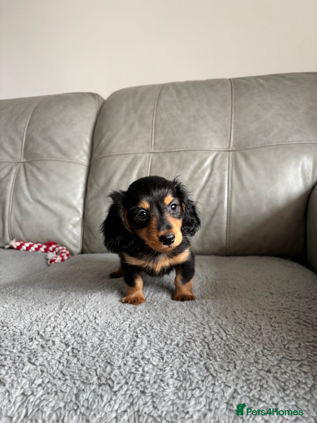 Dachshund dogs for sale: LONGHAIRED MINIATURE DACHSHUND READY NOW - Image 18