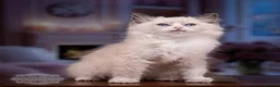 Ragdoll cats for sale: Ragdoll Kitten Girl LSEF 94% Purity HALF PRICE! - Advert 3
