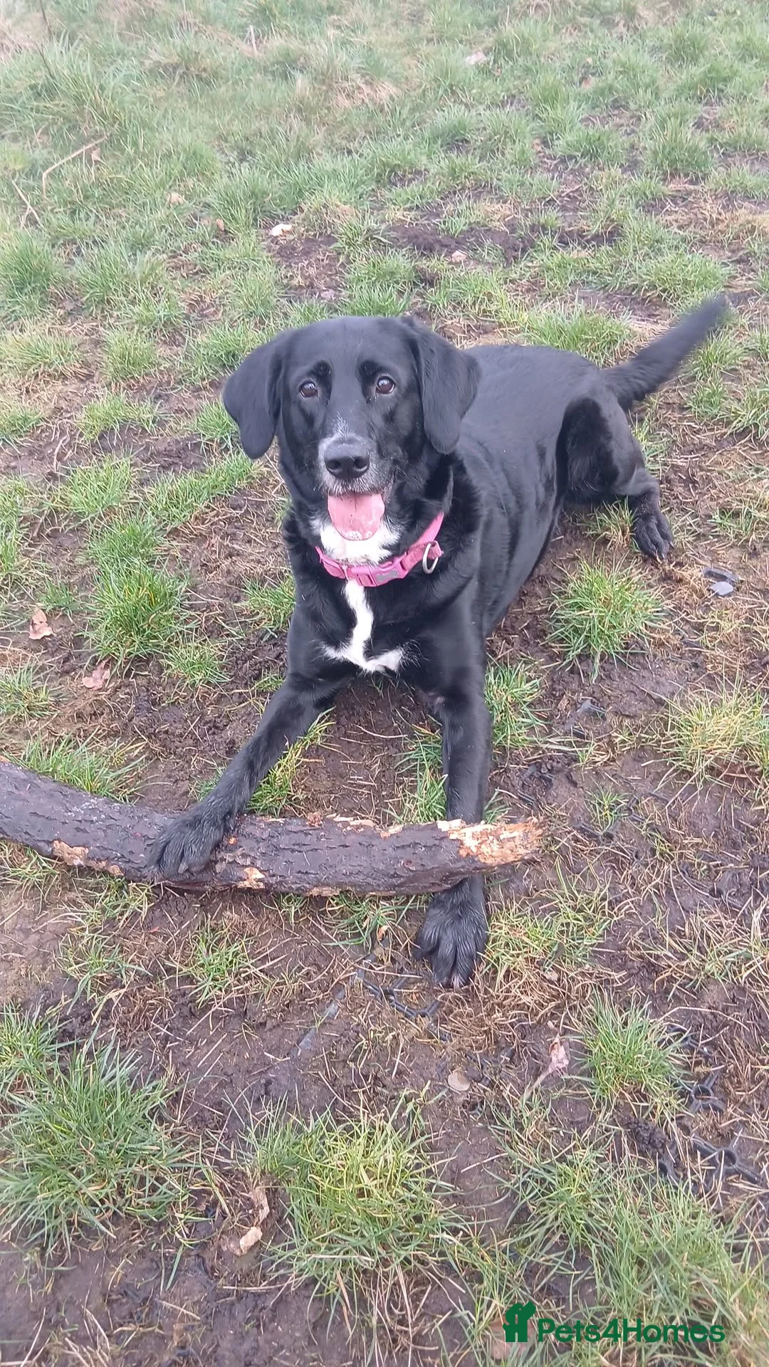 Mixed Breed dogs for sale: Beautiful Cockapoo and Retriever x puppies  in Manchester - Advert 1