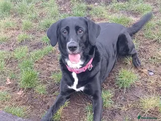 Mixed Breed dogs Beautiful Cockapoo and Retriever x puppies - Advert 1