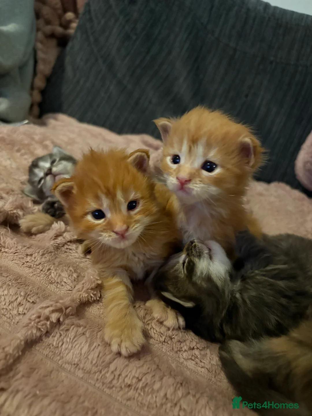 Maine Coon cats for sale: TICA registered Maine coon kittens - Advert 18