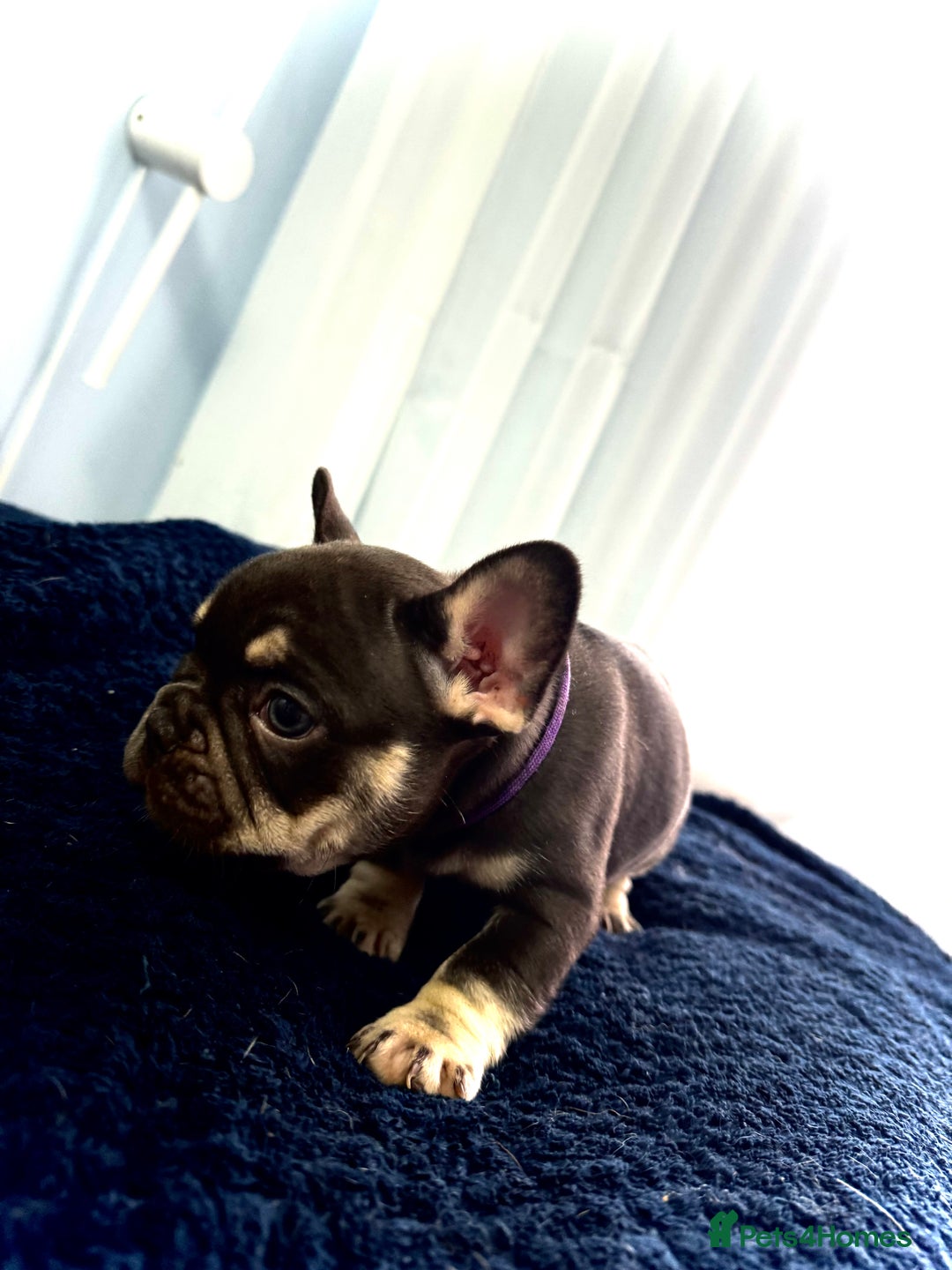 French Bulldog dogs for sale: KC Fluffy Carriers Isabella French Bulldogs puppy - Image 32