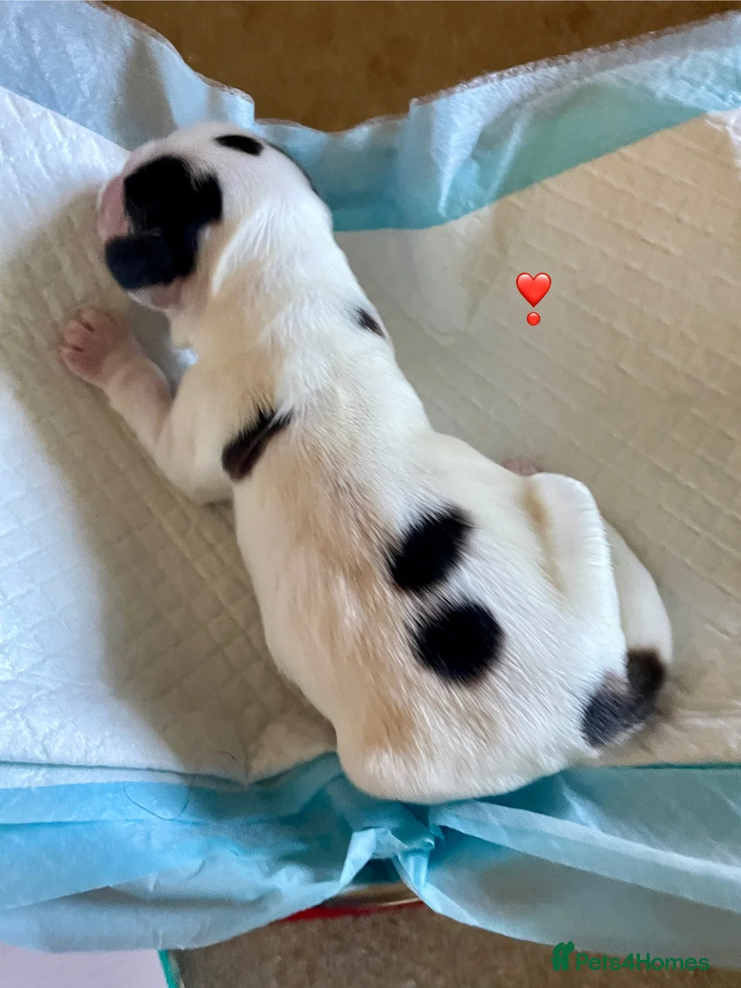 Cocker Spaniel dogs for sale: Gorgeous pair of pups remaining  - Advert 23