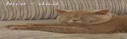 British Shorthair cats for sale: ** Beautiful TICA Registered kittens ** - Advert 18
