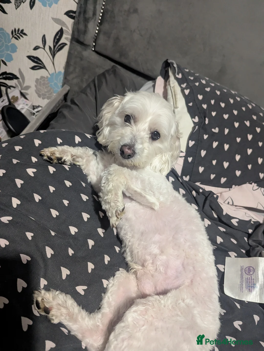 Maltipoo dogs for sale: Stunning male maltipoo  - Advert 3