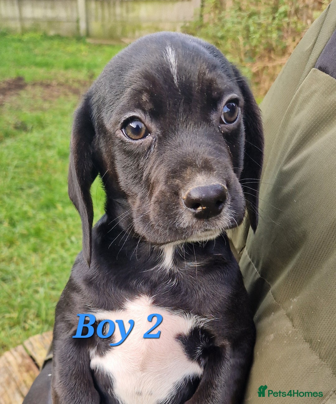 Bocker dogs for sale: Beautiful Bocker puppies - Advert 23