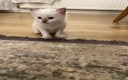 Ragdoll cats for sale: Rag doll kittens  - Image 18
