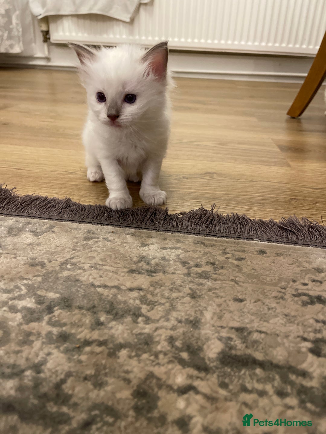 Ragdoll cats for sale: Rag doll kittens  - Image 18