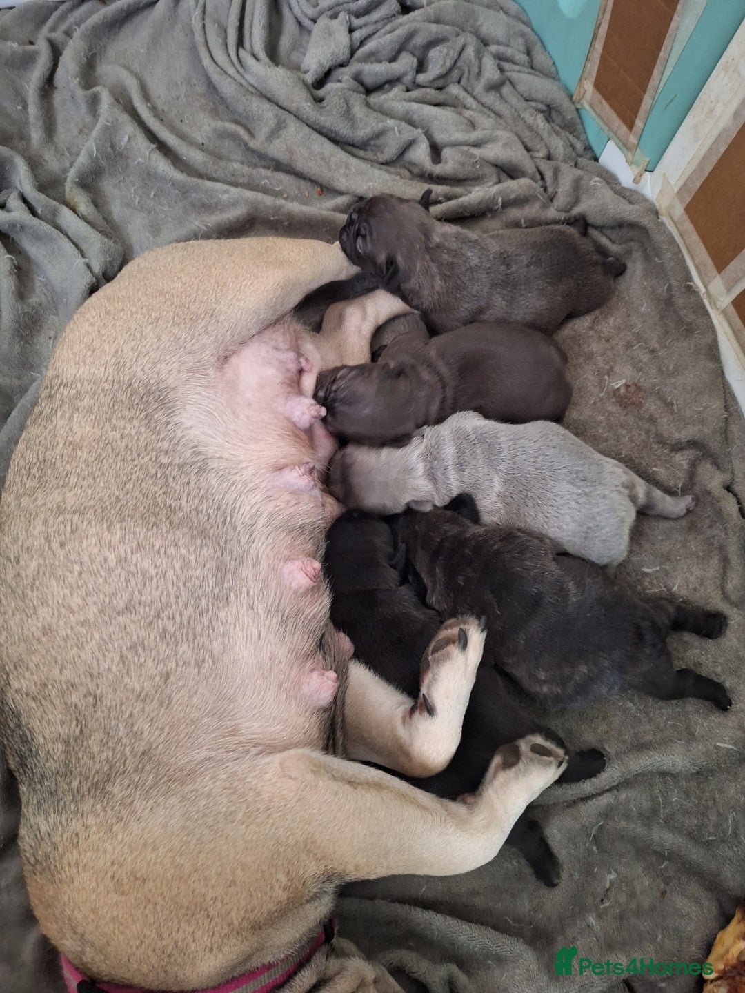 French Bulldog dogs for sale: 5 Beautiful French bulldogs - Image 27