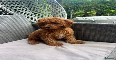 Cavapoo dogs - Advert 7