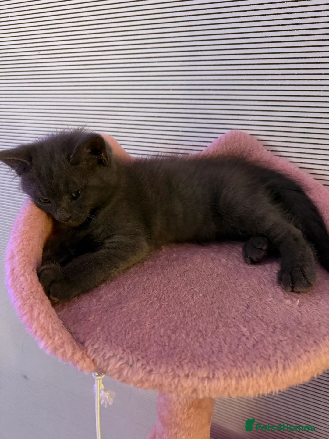 Mixed Breed cats for sale: 4 beautiful mixed breed cats for sell - Advert 8