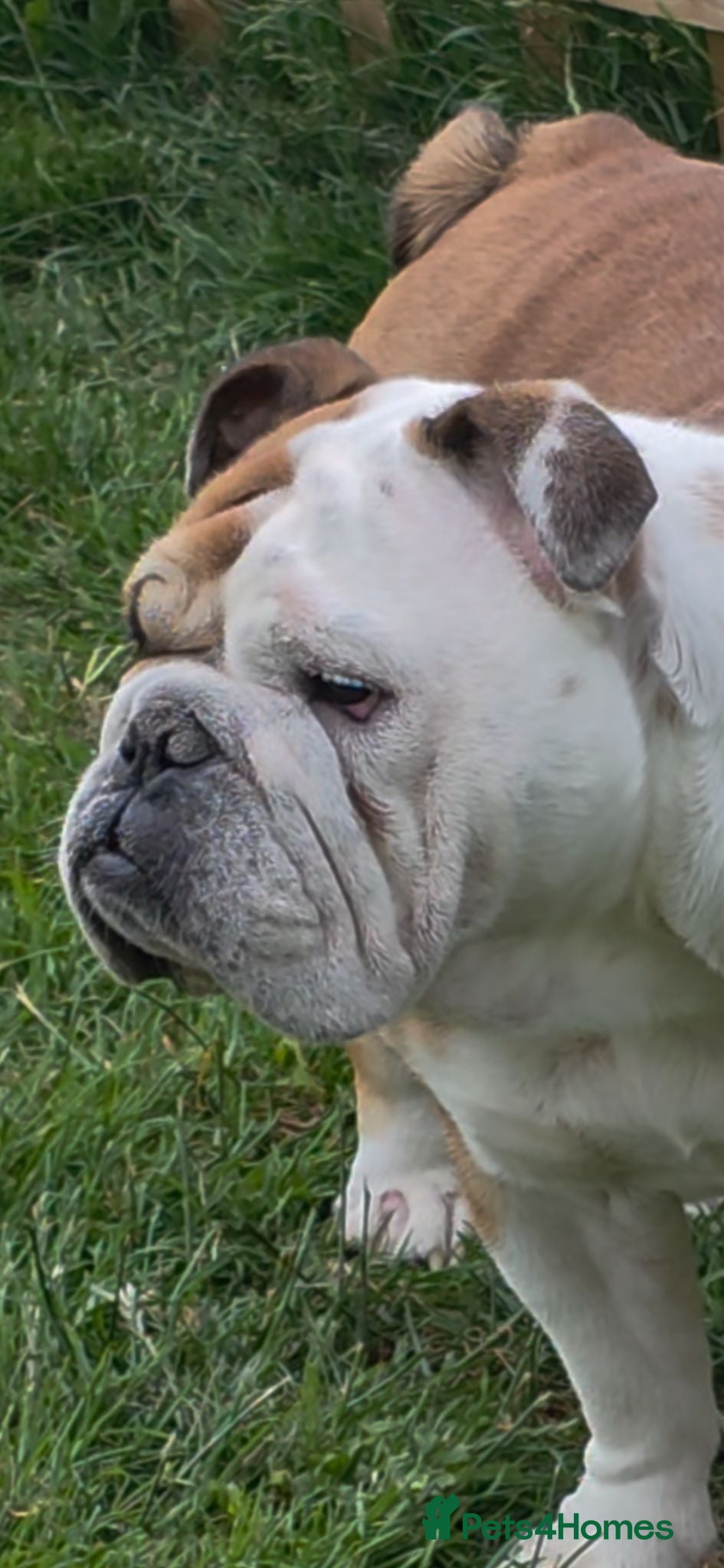 English Bulldog dogs For sale female Bulldog 2 years old  - Advert 22