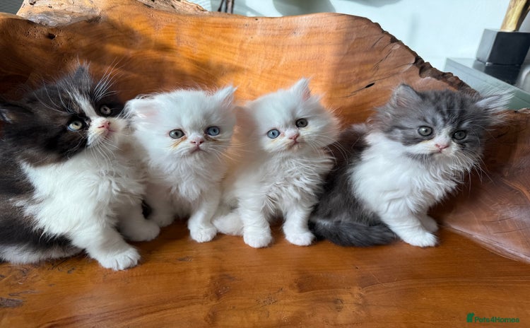 Persian cats - Advert 3