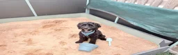 Cockapoo dogs for stud: ‼️PROVEN cockapoo stud available ‼️ - Advert 2