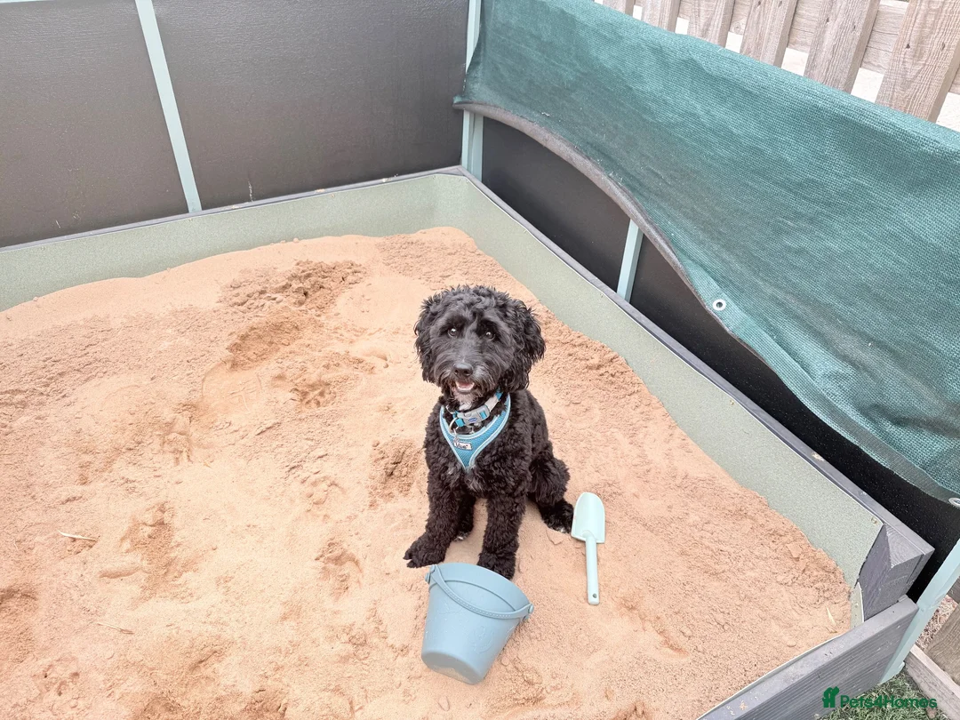 Cockapoo dogs for stud: ‼️PROVEN cockapoo stud available ‼️ - Advert 2