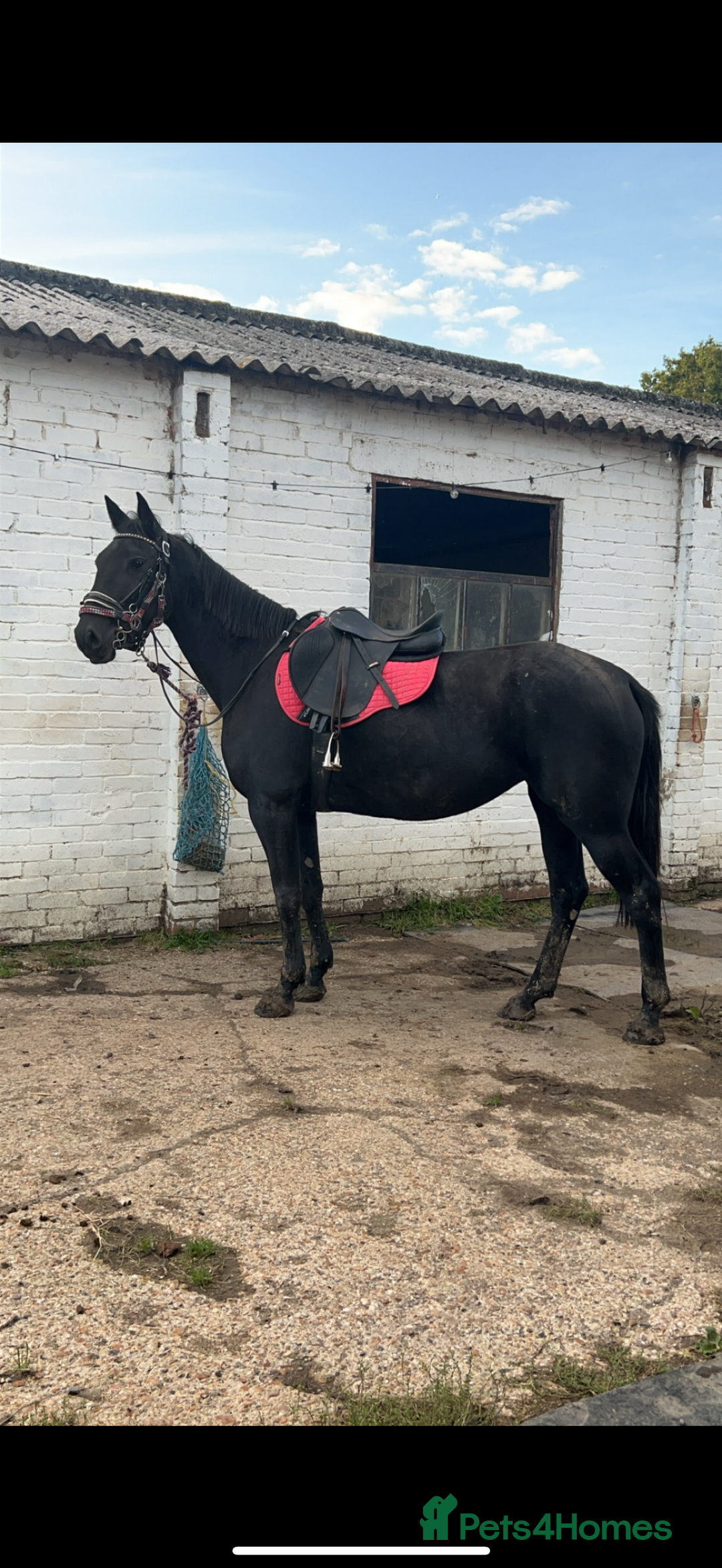 American Standardbred horses for sale: 15hh black mare  - Image 3