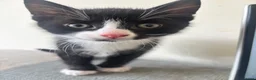 Mixed Breed cats for sale: Final three kittens - Advert 8