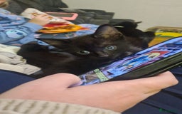 Mixed Breed cats for sale: Kittens for sale  - Advert 23