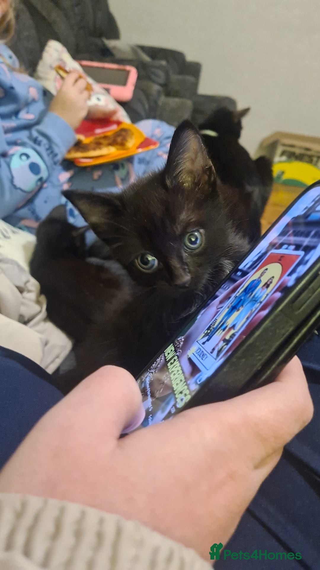 Mixed Breed cats for sale: Kittens for sale  - Advert 23