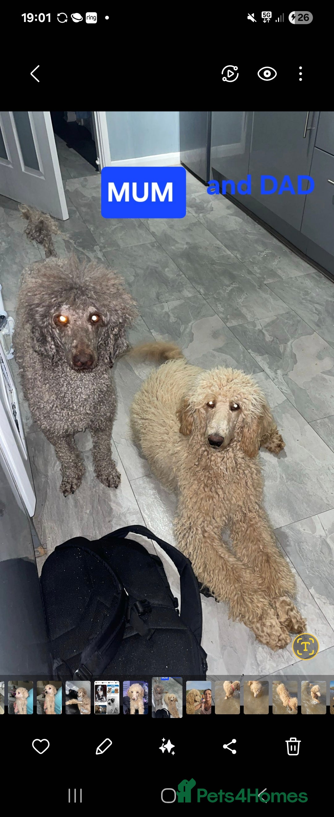 Standard Poodle dogs for sale: Stunning 5* Standard chunky poodle puppies 🐶  - Image 31