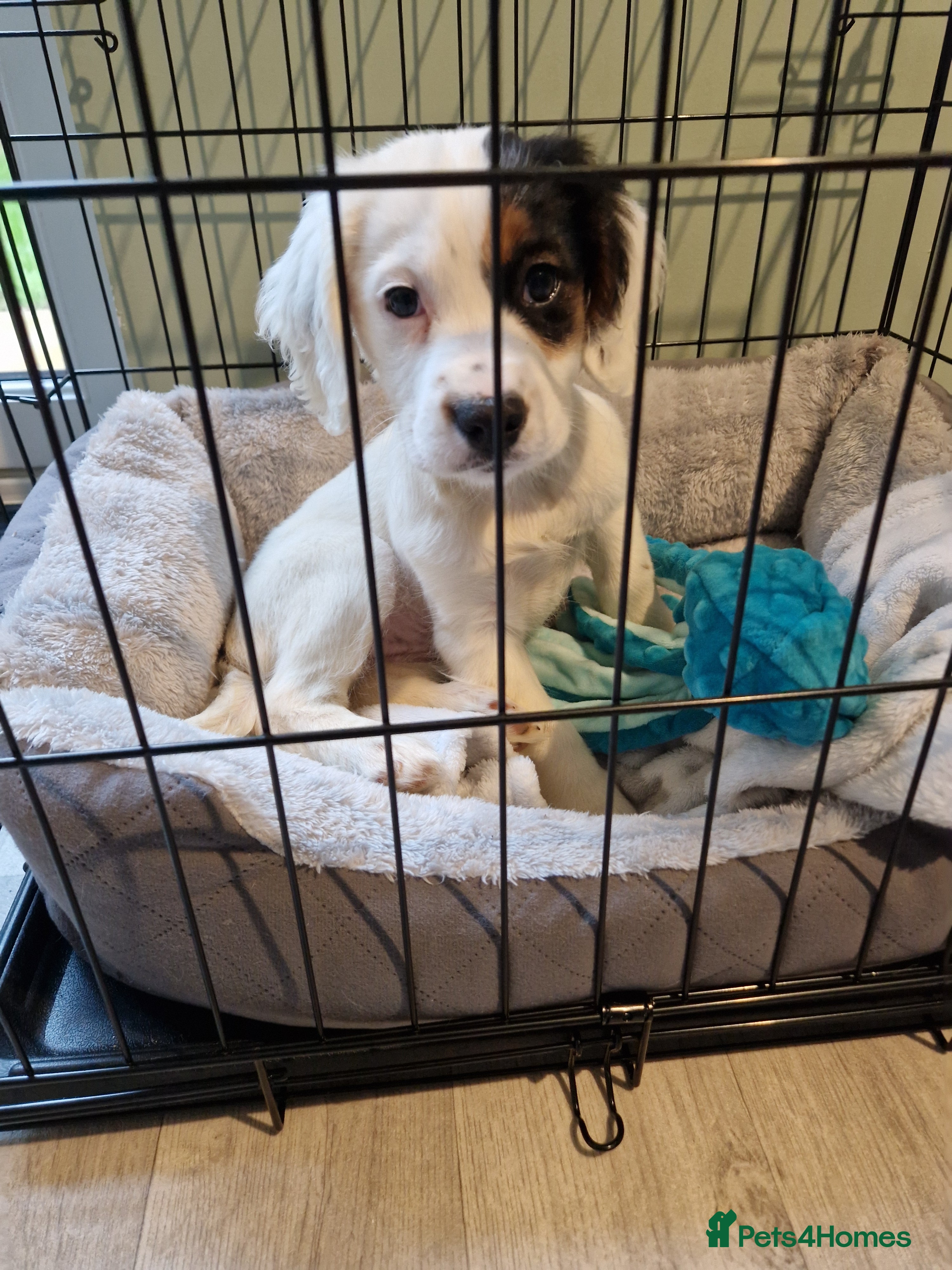 Mixed Breed dogs 12 week old girl - Advert 4