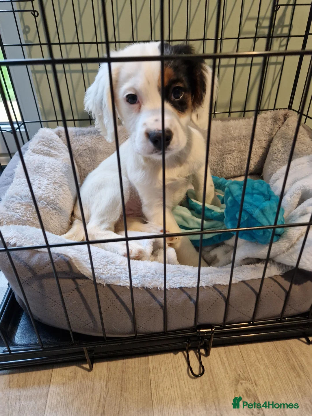 Mixed Breed dogs for sale: 12 week old girl - Advert 1