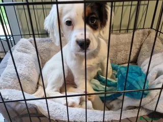 Mixed Breed dogs 12 week old girl - Advert 4