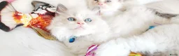 Ragdoll cats for sale: READY😻PURE BEAUTIFUL RAGDOLL 😻😻😻 - Advert 5