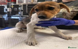 Mixed Breed dogs for adoption: 🥞Pancake🥞is looking for her forever home!  - Image 10