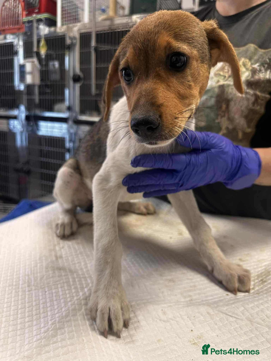 Mixed Breed dogs for adoption: 🥞Pancake🥞is looking for her forever home!  - Image 10