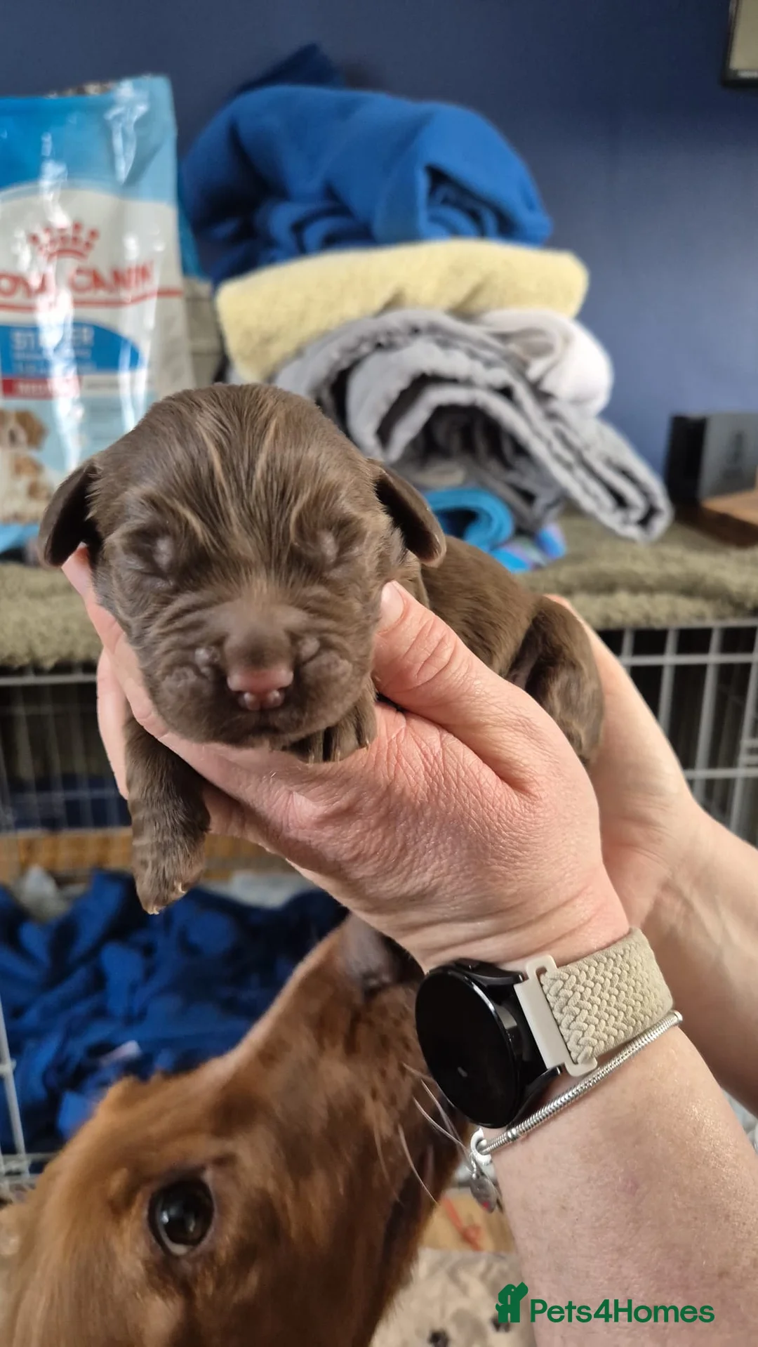 Cocker Spaniel dogs for sale: Cocker Spaniel - Advert 4