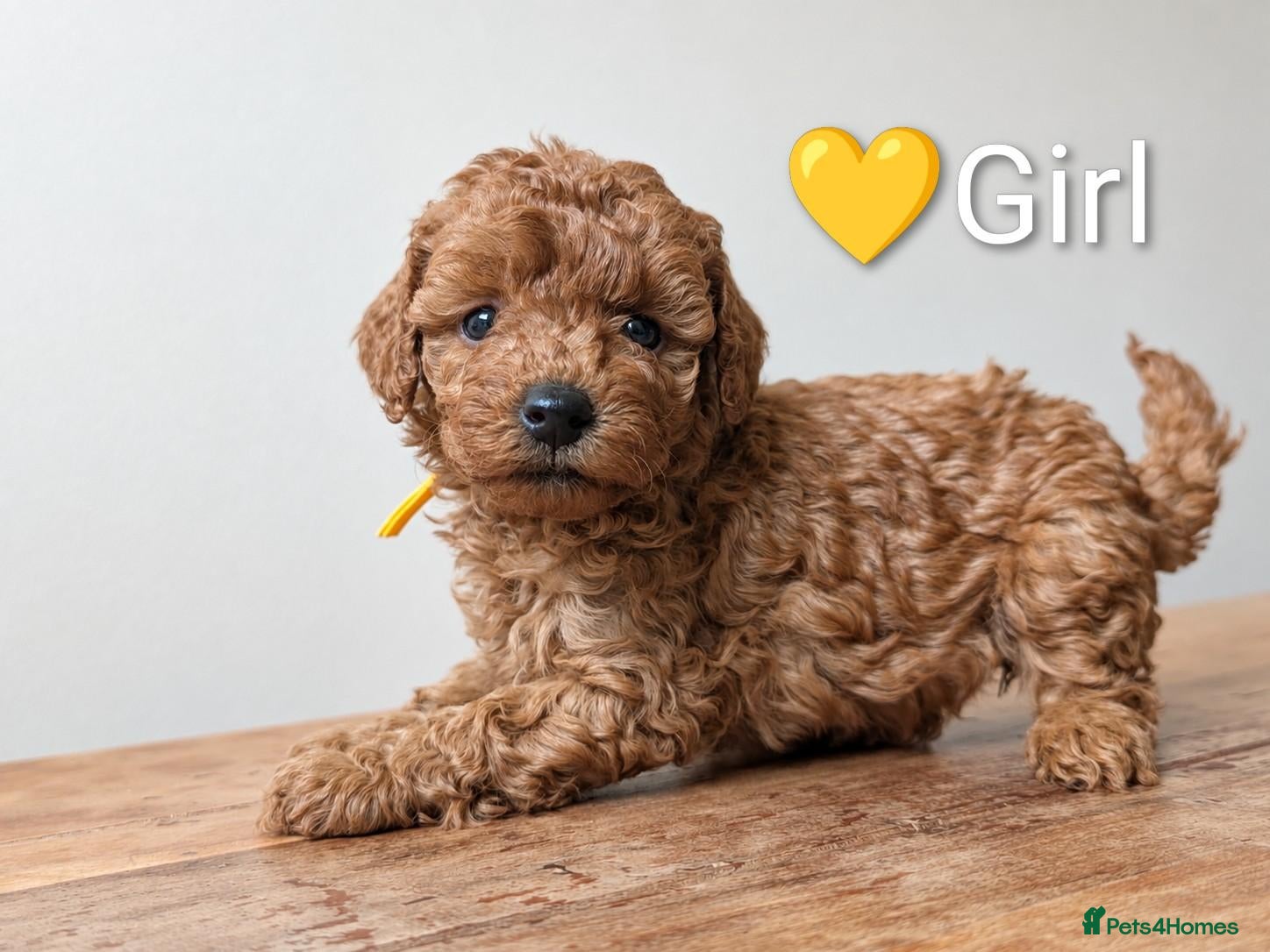 Miniature Poodle dogs KC Registered Red Miniature Poodle Puppies ❤️  - Advert 2