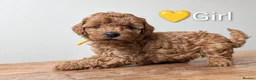 Miniature Poodle dogs for sale: KC Registered Red Miniature Poodle Puppies ❤️  - Advert 8