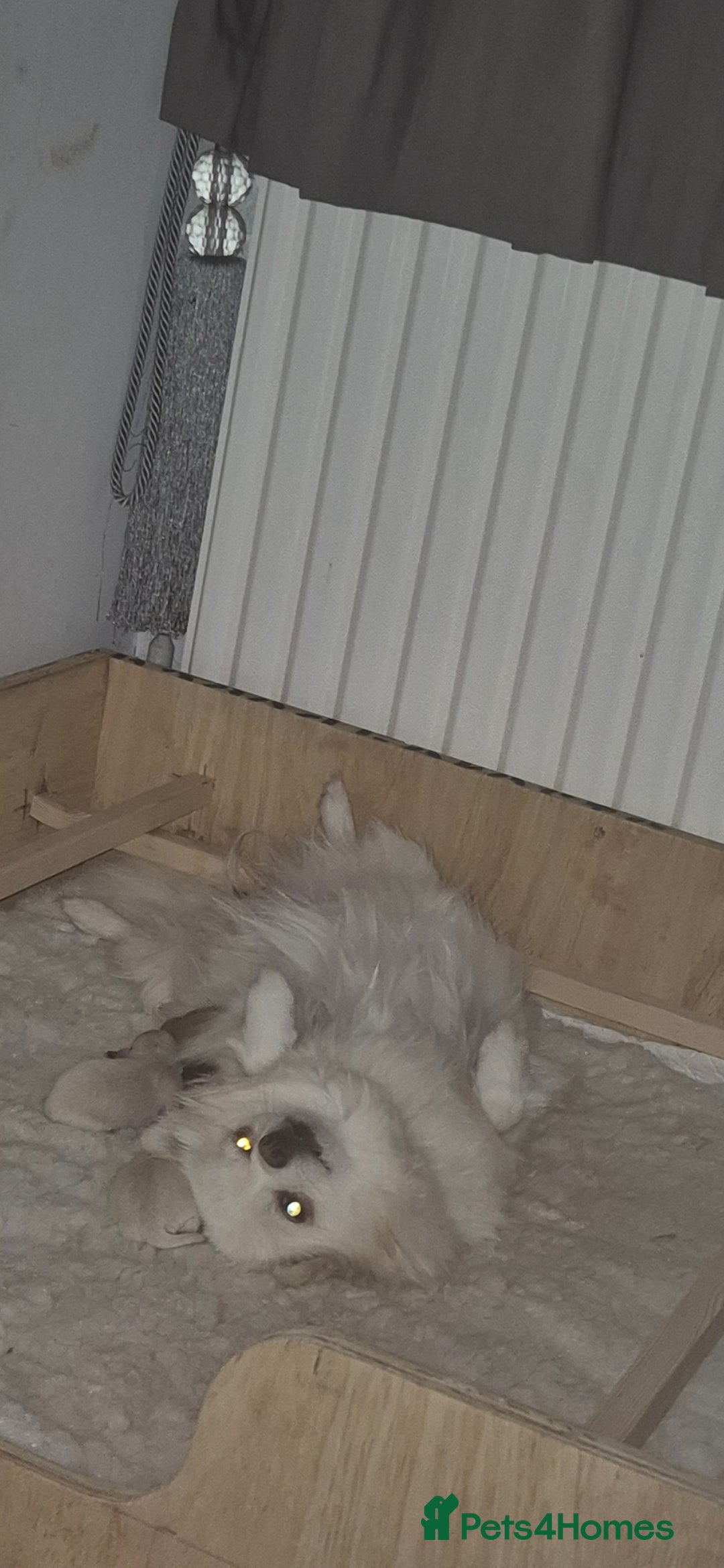 Pomchi dogs for sale: Beautiful pomchi pups - Advert 15