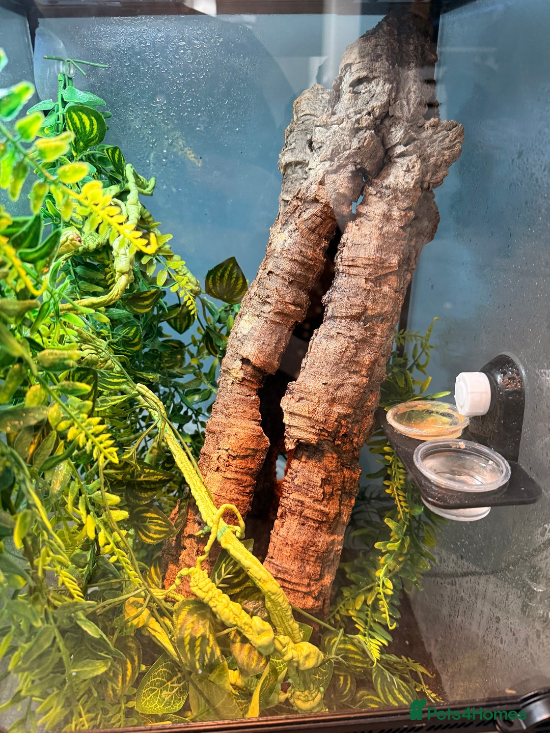 Gecko reptiles for sale: Geckos for sale with tank - Image 3