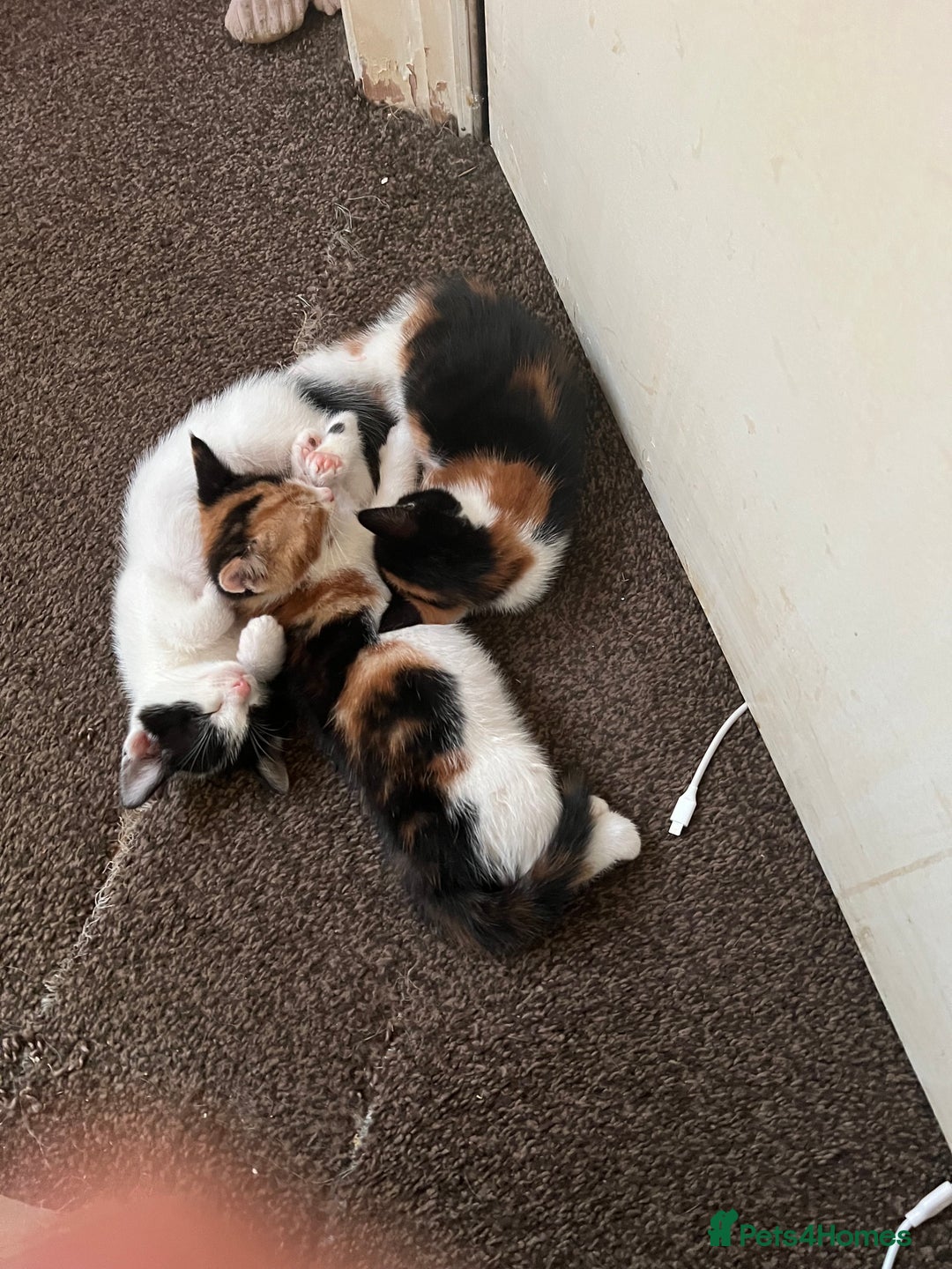 Domestic Shorthair cats for sale: 4 beautiful kittens 3 female 1 male - Image 2